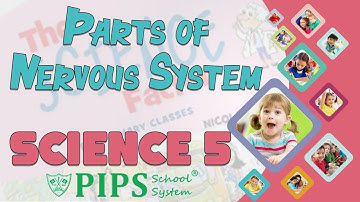 Grade 5 Science lecture no 3 Parts of Nervous System by PIPS School System Hafizabad