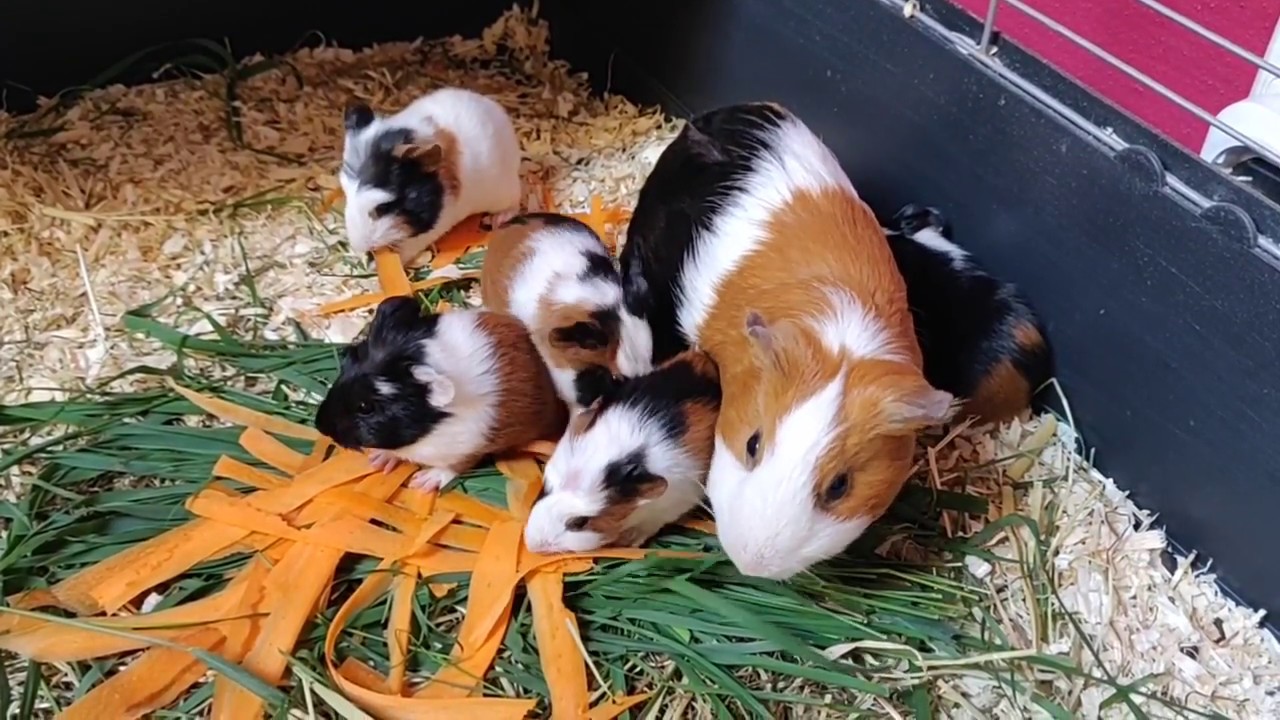 Meerschweinchenbabys sind eine Woche alt YouTube Meerschweinchenbabys sind eine Woche alt YouTube