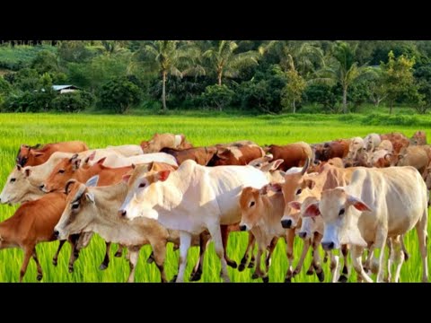 suara sapi lembu ramai ramai memanggil kawan untuk pulang ke kandang 🐮🐄 ...