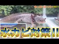 ウーパールーパー 水カビ病 塩浴 357250-ウーパールーパー 水カビ病 塩浴