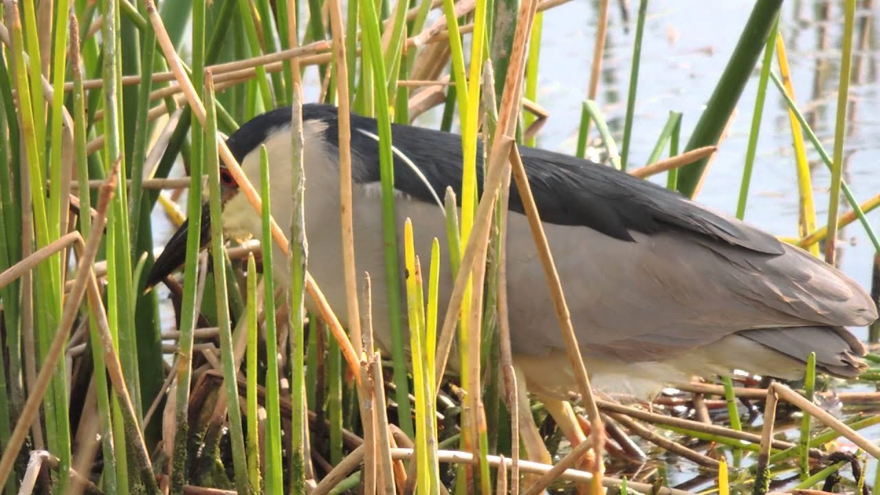 Black Crowned Night Heron Video7 