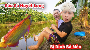 Cáo Ca - Vác Cần Đi Câu Cá Chòi Gặp Ngay Mèo Dính Bả || Hậu Cáo Câu Cá