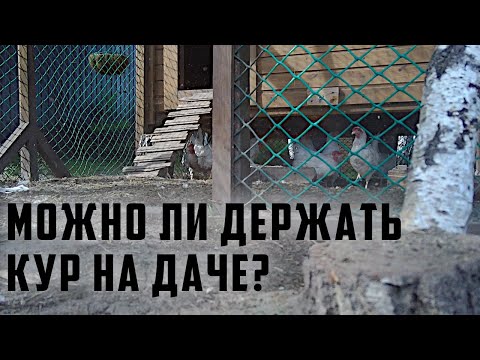 Можно ли держать кур несушек на даче согласно устава СНТ?