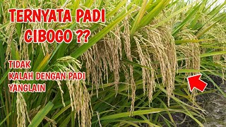 Download Lagu PADI CIBOGO UMUR 90 HARI SAMPAI 95 HARI SIAP PANEN MP3