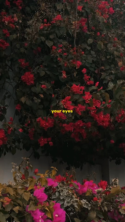 Anıl Emre Daldal - M. | Lyrical | Edit | Audio | Slowed | #viral #youtubeshorts