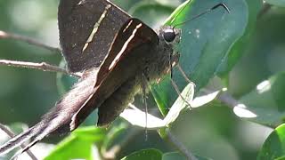 Rabuda Terrosa Urb Teleus