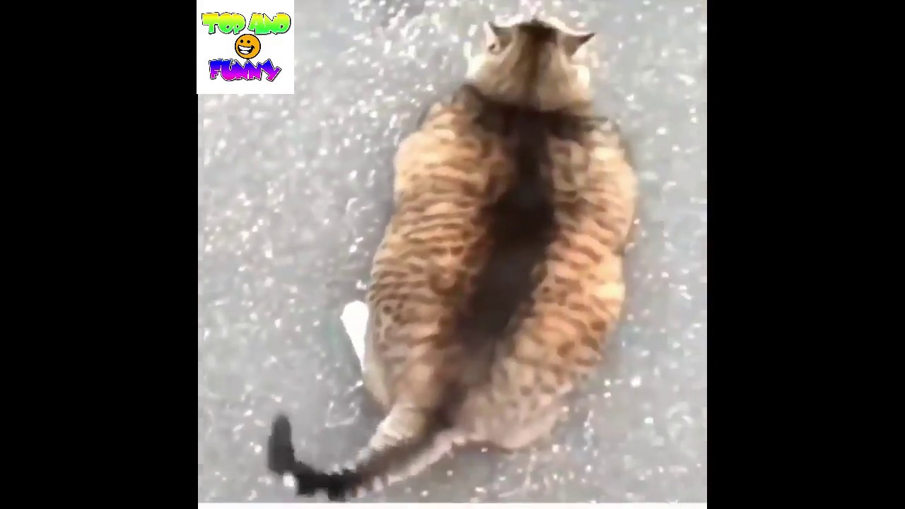 Funny Cat Videos Cute Cats Compilation 101 Super Weird Funniest