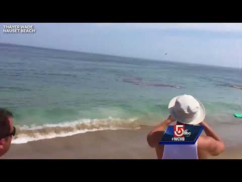 Video shows shark attack feet away from Cape Cod surfers