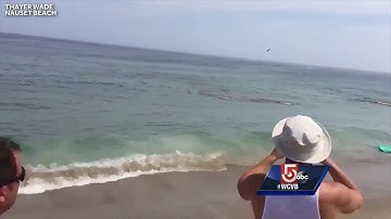 Video shows shark attack feet away from Cape Cod surfers