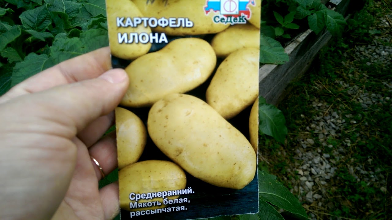 Картофель, посеянный из семян в Якутии, обзор на 12.08.17. - YouTube