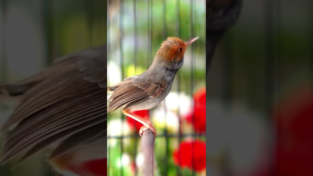 Red-headed Tailorbird Gacor for Canary Training