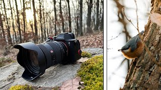 Photography in sunny forest | 4K POV