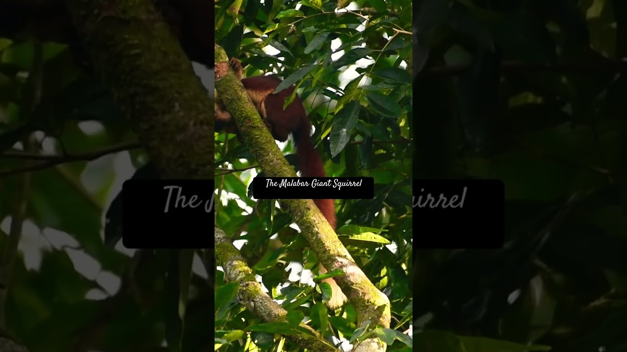 Malabar Giant Squirrel! 