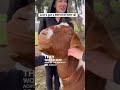Goat Happy Hour