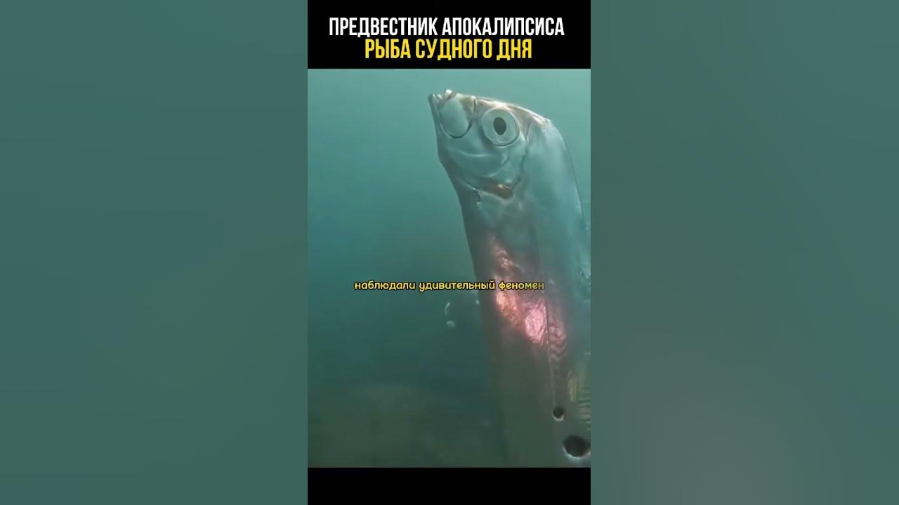 Рыба судного дня #animals #life #nature #wildlife #wildnature - YouTube