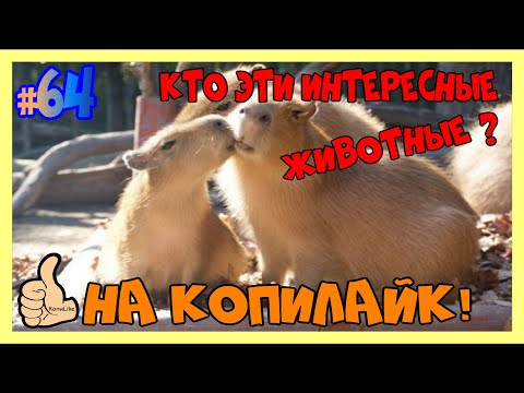 Капибара одна из самых интересных животных. Капибары топ интересных фактов про зверей. КопиЛайк 6+