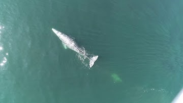 UAS overflight of gray whale and photogrammetry methods