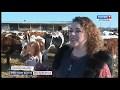 В Астраханской области фермеры разводят шотландских коров