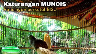 Perkutut lokal katurangan MUNCIS untuk memancing yang bisu