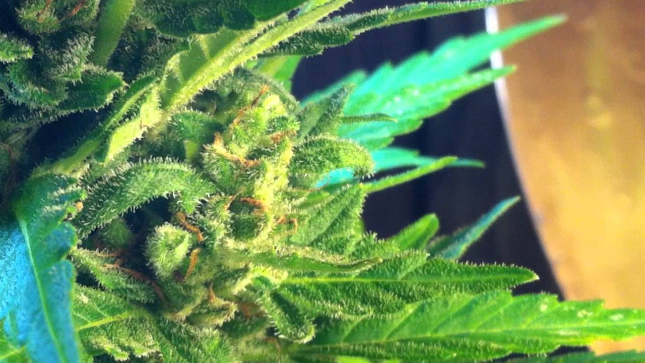 Autoflower Kush Fromage and Hijack