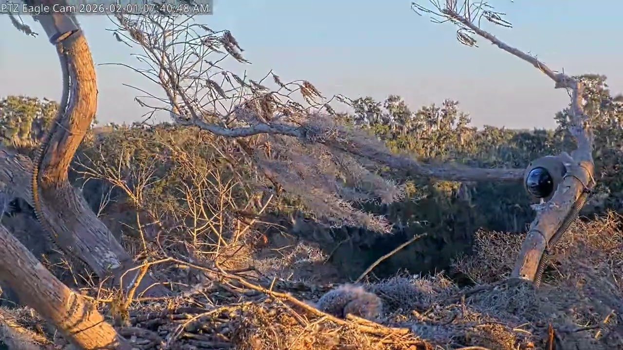 Bald Eagle - Winter Park Eagle Cam 01.02.2026 