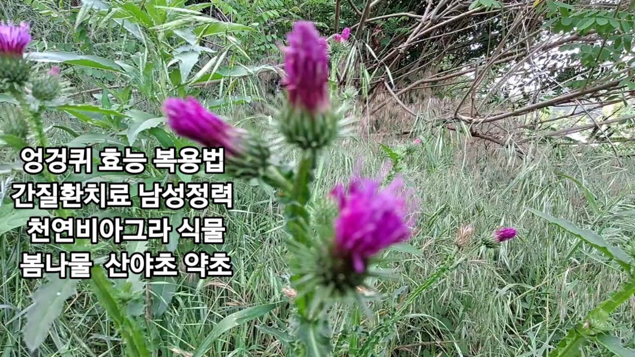 엉겅퀴의 놀라운효능 복용법/허리 무릅 관절통증 고혈압 신장염치료 산야초약초 - Youtube