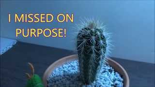 Draggy: How to get "Stung" by a Cactus