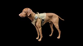 How to put on and adjust a tactical dog harness