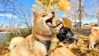 Shiba Inu's joy reaches its peak in an instant [4K] - YouTube
