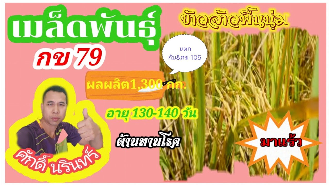 #เมล็ดพันธุ์ข้าวกข105กับกข79แตกต่างกันอย่างไร#เมล็ดพันธุ์ข้าวกข79#เอามาทำพันธุ์กข79#ศักดิ์นรินทร์