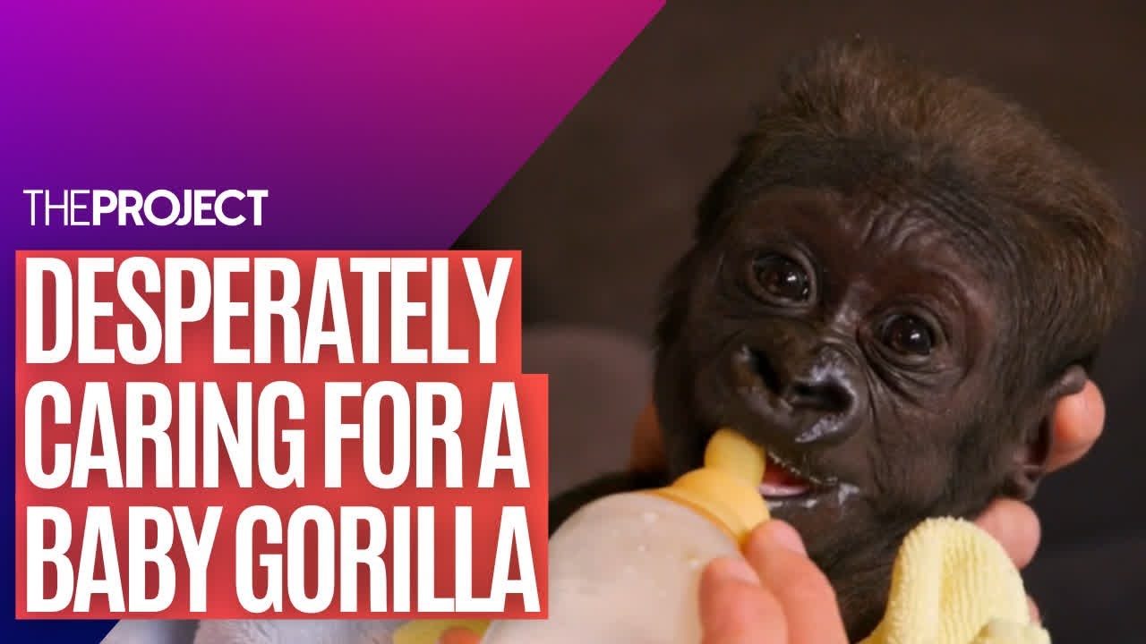 Baby Gorilla The Aussie Zookeeper Who Is Raising A Desperately Ill