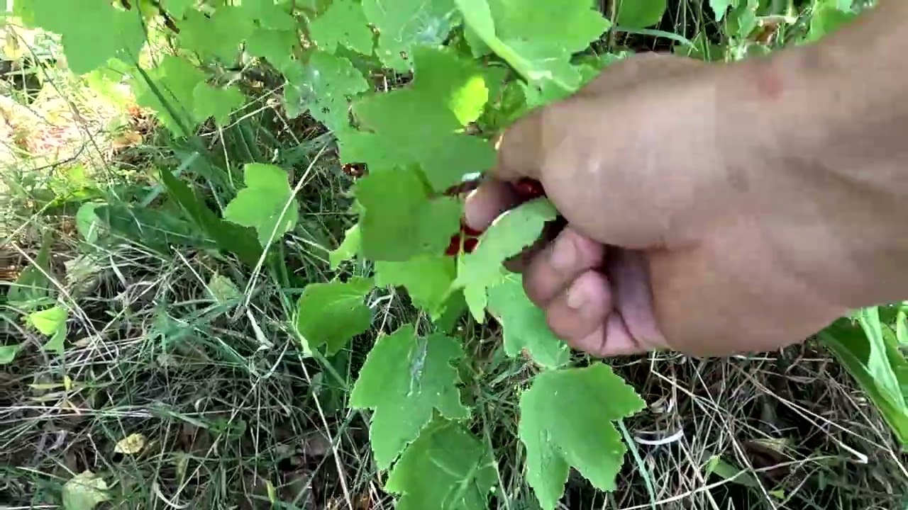 По тропам Прошлого 