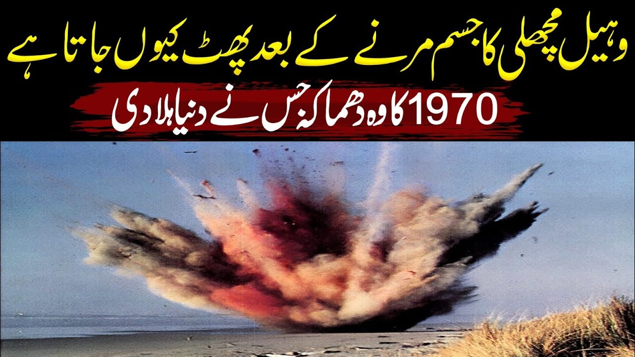 The Exploding Whale: An infamous moment in Oregon history creates a strangely beloved icon