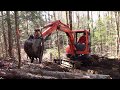 Kubota Mini Excavator Taking Down Trees & Clearing For a Driveway