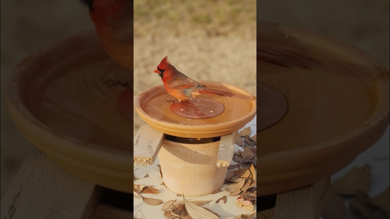 A simple DIY bird bath heater for cold days. 🐦 Heated bird bath—yes or no?