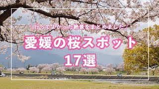 【愛媛・桜】おすすめ名所17選〜Ehime cherry blossoms｜お花見スポット