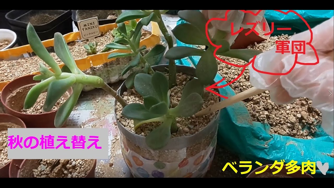 多肉ちゃん植え替えいろいろ 後半でレズリー軍団の植え替えあり リトルビューティー 月下牡丹 エケベリア グラプトベリア 多肉植物 0925の３ Succulent Plant Youtube