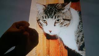 Horacio the handsnake - Buster Brown the cat