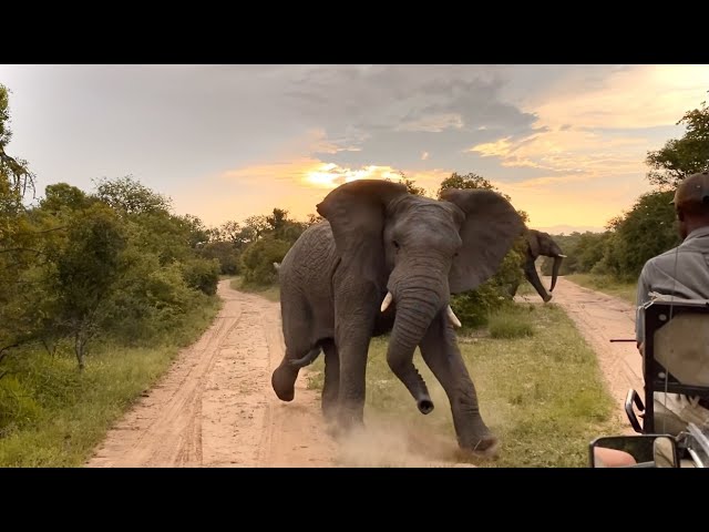Angry Elephant Charges Safari Guide | Big 5 | African Wild Elephants class=