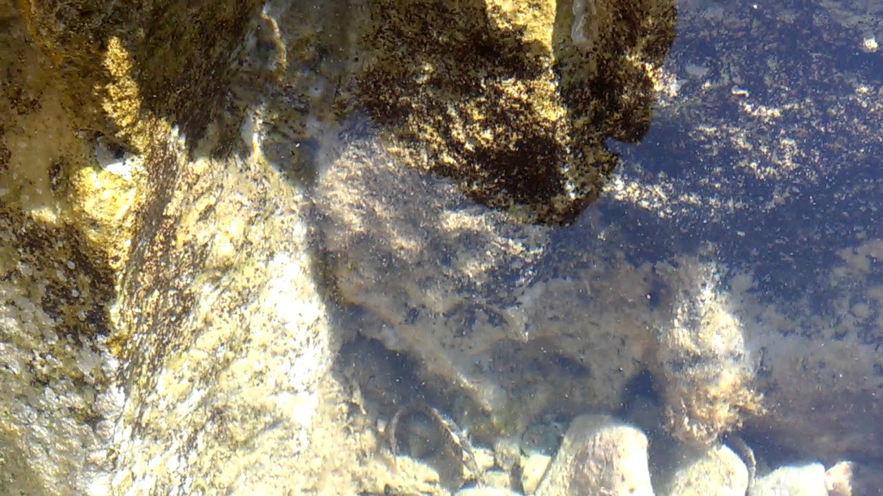 Jaka to ryba ? YouTube