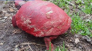 Man charged in connection with painted gopher tortoise