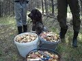 Тихая охота на Урале/За грибами/маслята