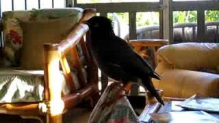 Be right back; Amazing talking Mynah "Kaleo" screenshot 3