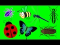 List of insects and bugs video Insects for kids watch learn Children (Kids Series #3) @BabySchool.TV