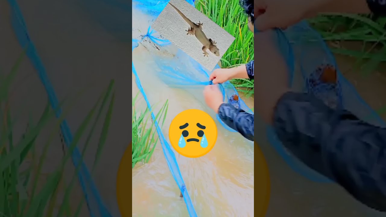 fish catching shorts YouTube