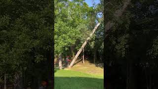 Chunking down a widow maker #tree #arborist #chainsaw #treeservice #treefelling