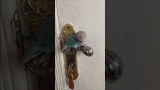 💙My little blue beauty… stealing hearts one chirp at a time 🐦💫