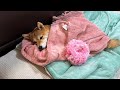 1日でも早く元気な愛犬の姿が見れますように