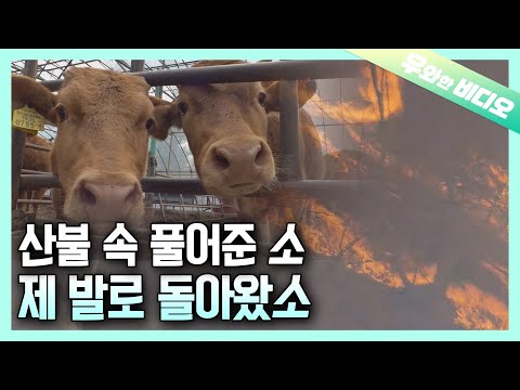 ┃Released Cows Because of Forest <strong>Fire</strong> and They Returned <strong>Home</strong>
