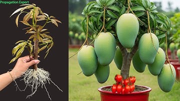 Unbelievable! Grow Mango Trees from Tomatoes — Super Fast Rooting Trick!